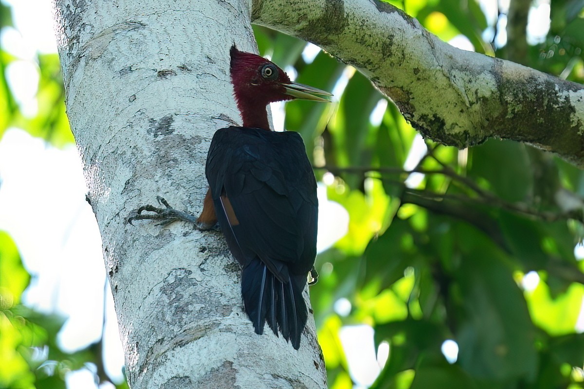 Red-necked Woodpecker - ML641042274