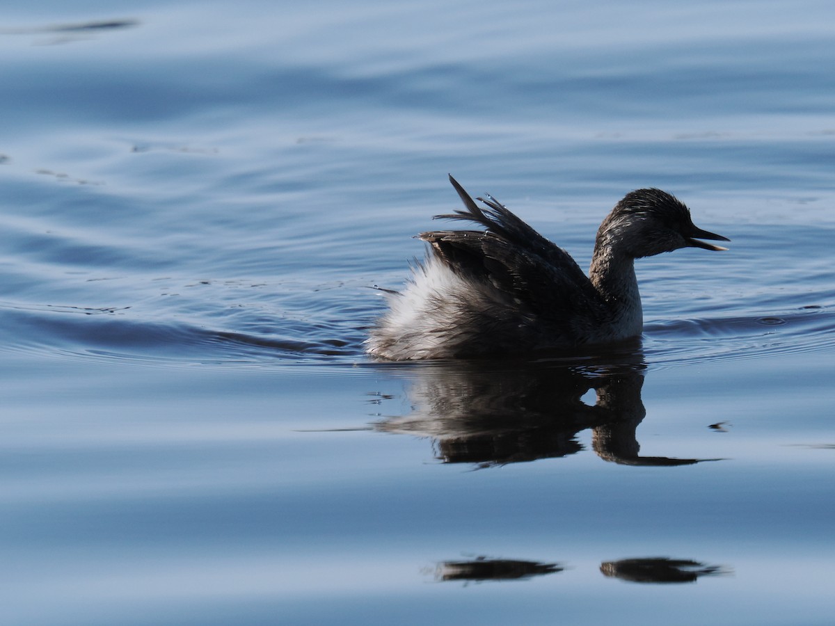 Hoary-headed Grebe - ML641042277