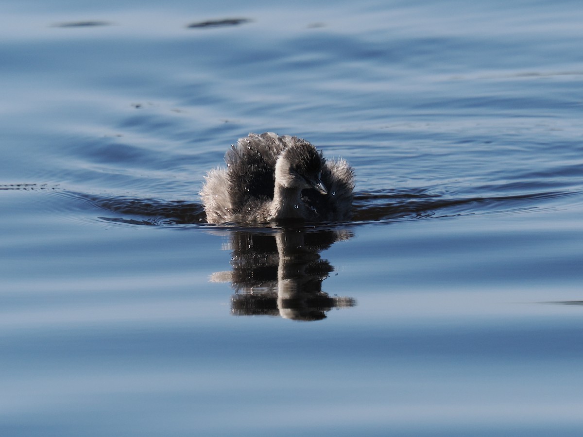 Hoary-headed Grebe - ML641042278