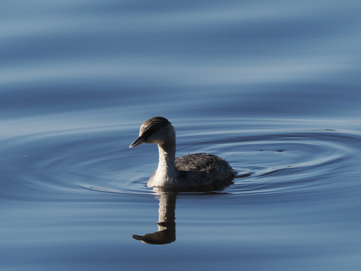 Hoary-headed Grebe - ML641042280