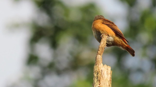 Ferruginous Flycatcher - ML641042286
