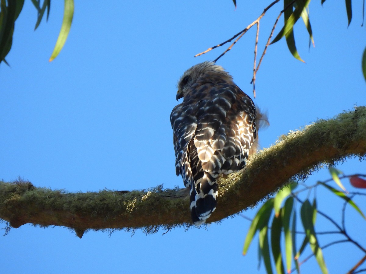 Red-shouldered Hawk - ML641042291