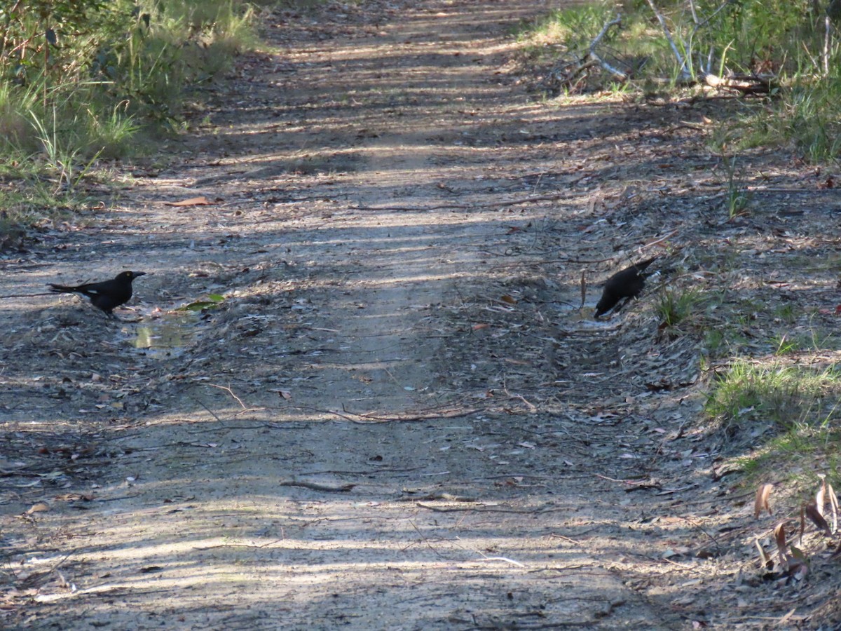 flétňák stračí - ML641042294