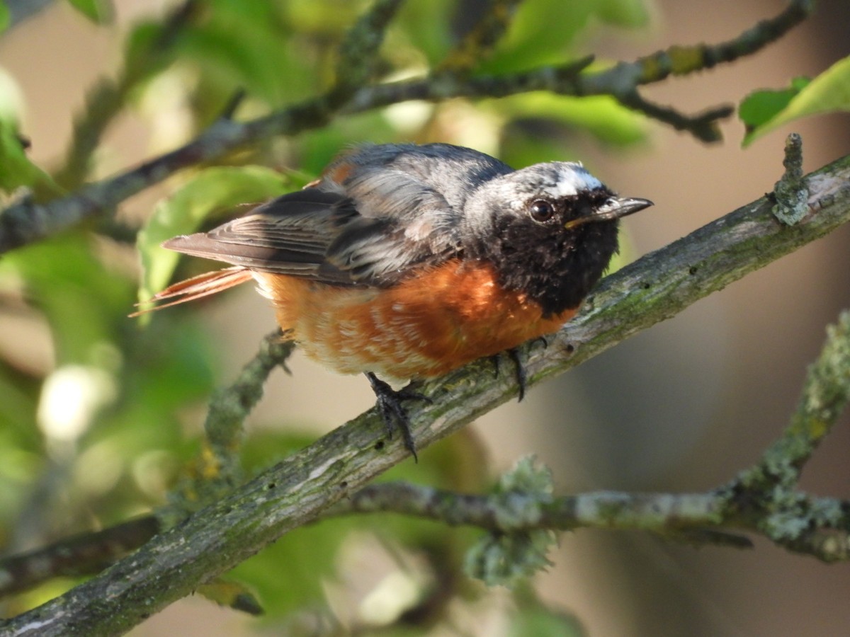Common Redstart - ML641042301