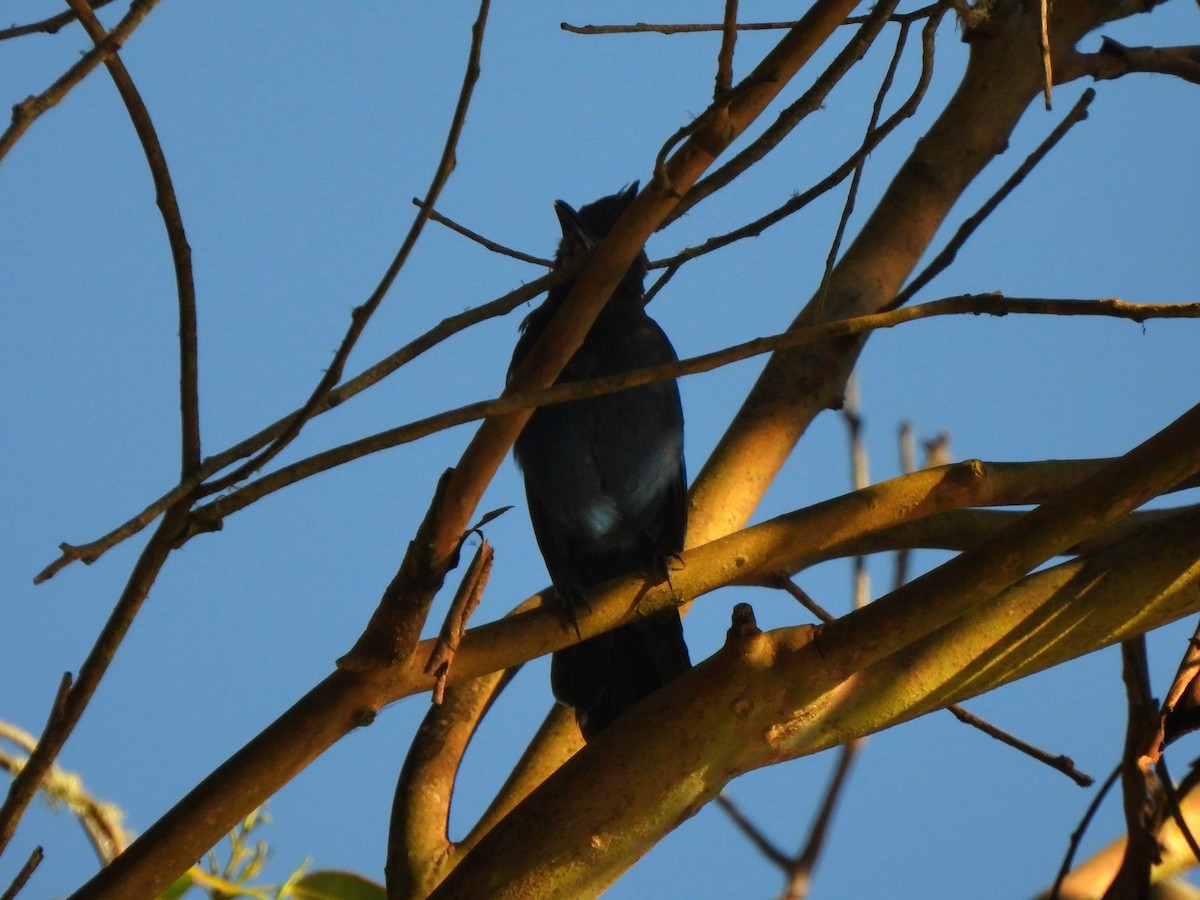 Steller's Jay - ML641042303