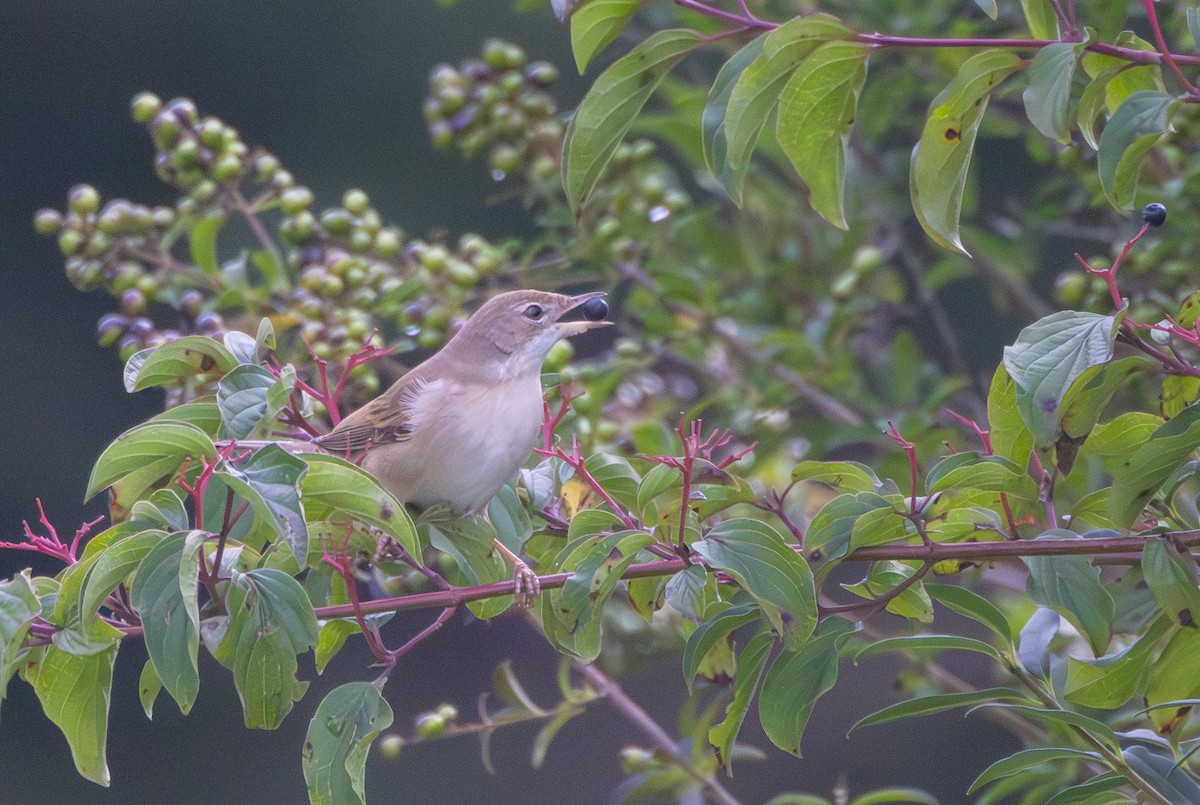 Greater Whitethroat - ML641042314