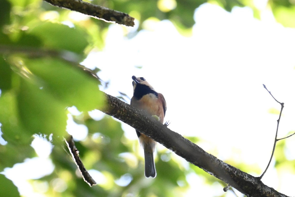 Varied Tit - ML641042335