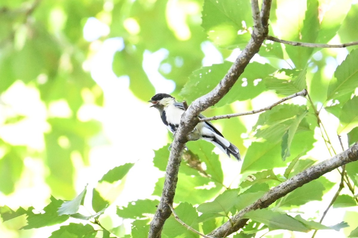 Asian Tit - ML641042341