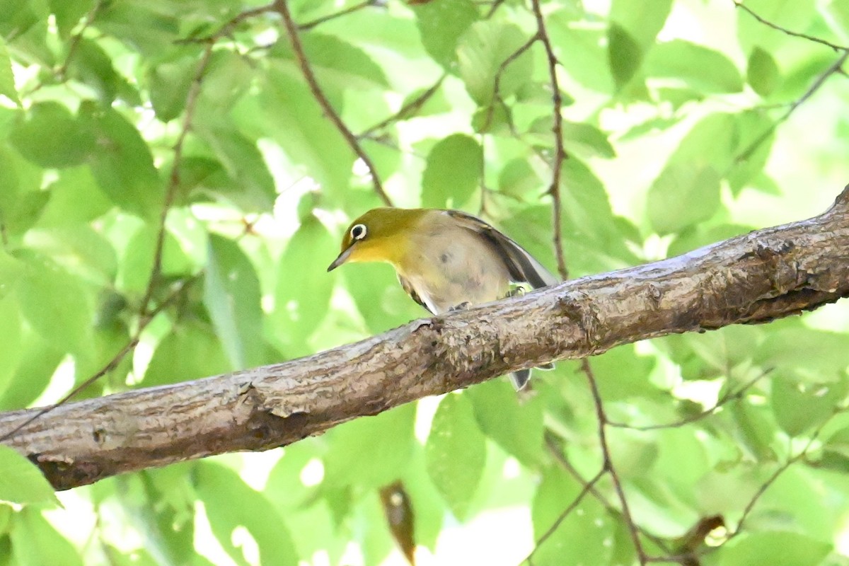 Japanbrillenvogel - ML641042347