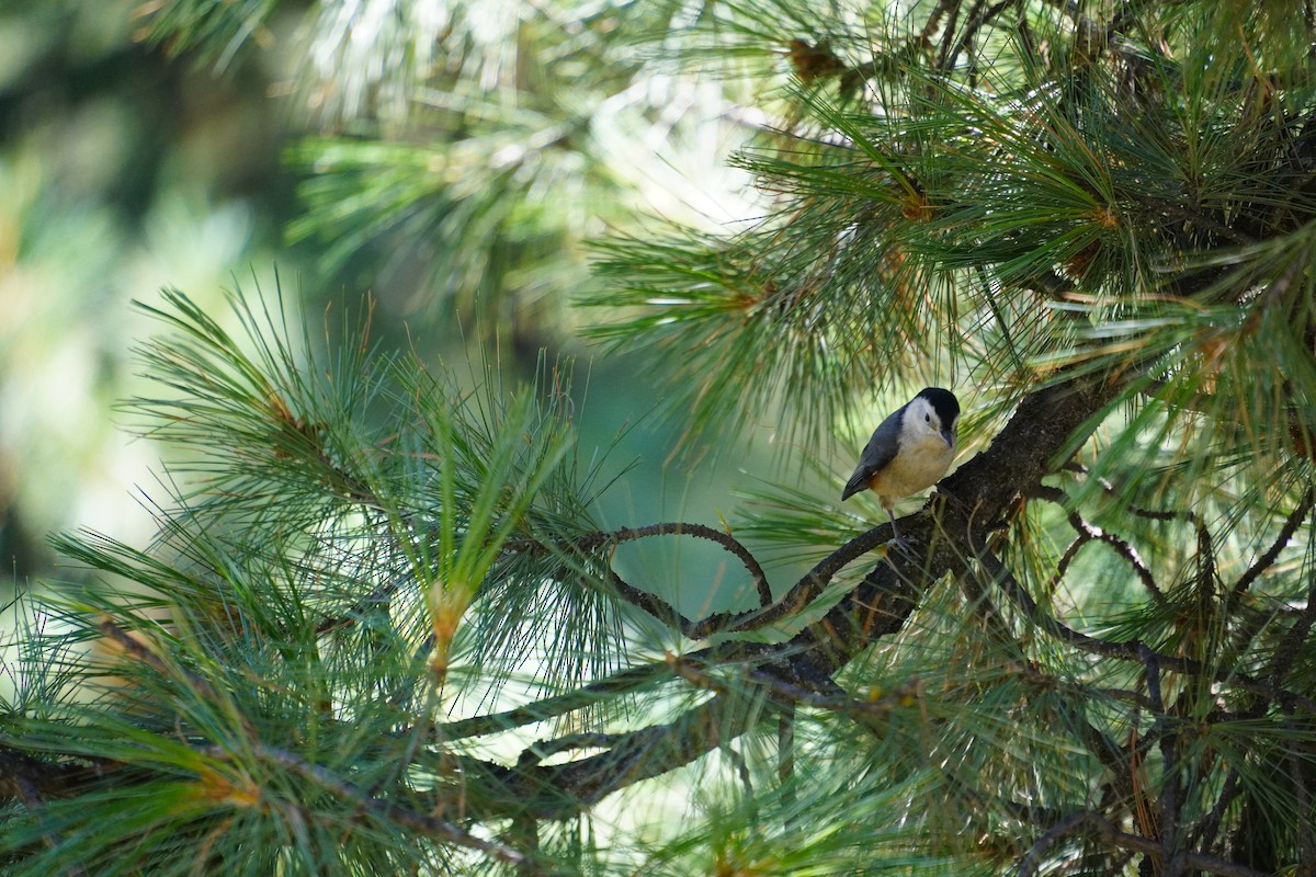 White-cheeked Nuthatch - ML641042368