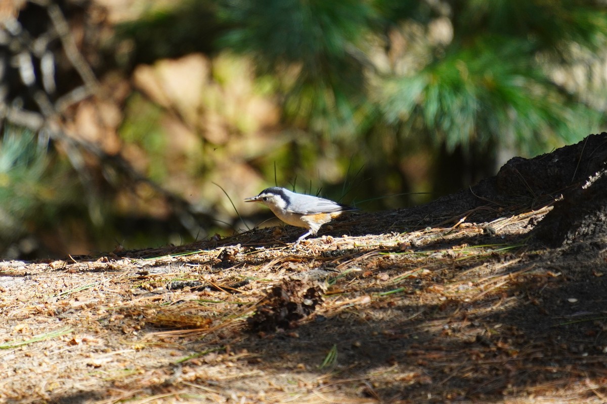 White-cheeked Nuthatch - ML641042393