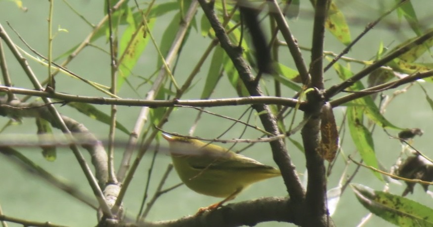 Yellow Warbler - ML641042394