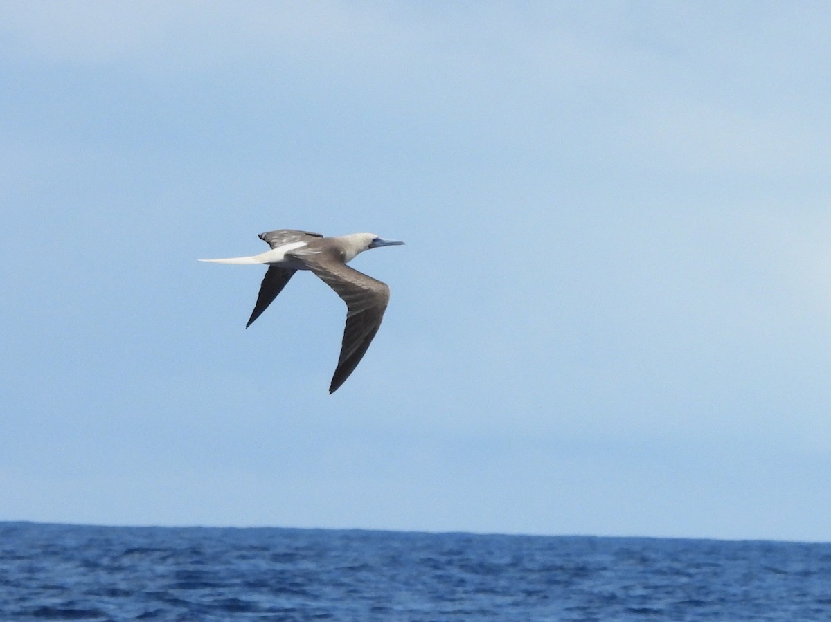 Red-footed Booby - ML641042396