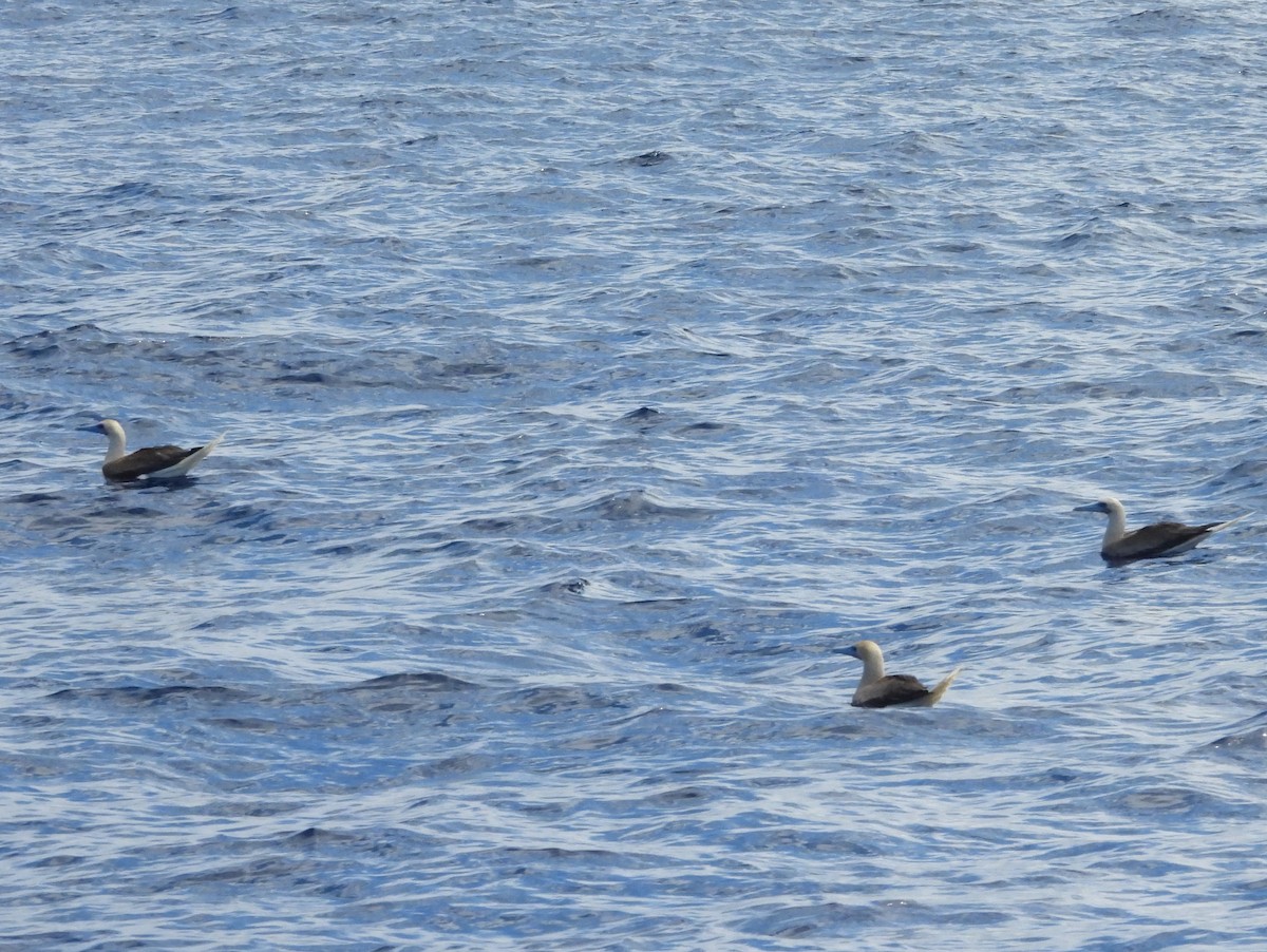 Red-footed Booby - ML641042397