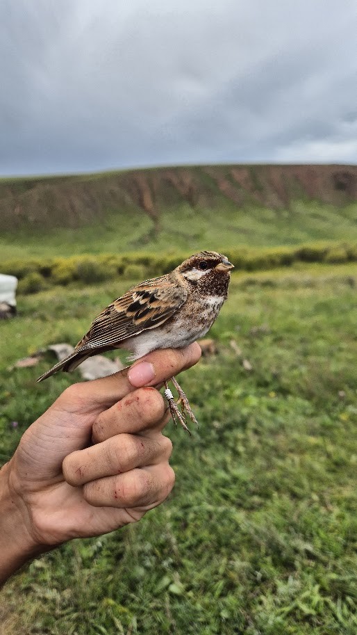 Pine Bunting - ML641042399