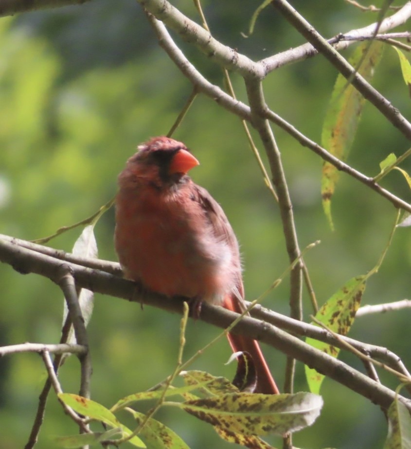 Northern Cardinal - ML641042400