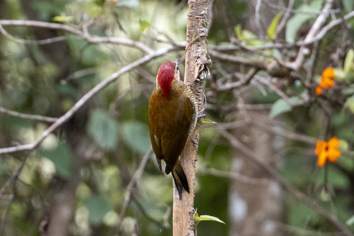 Golden-olive Woodpecker - ML641042401