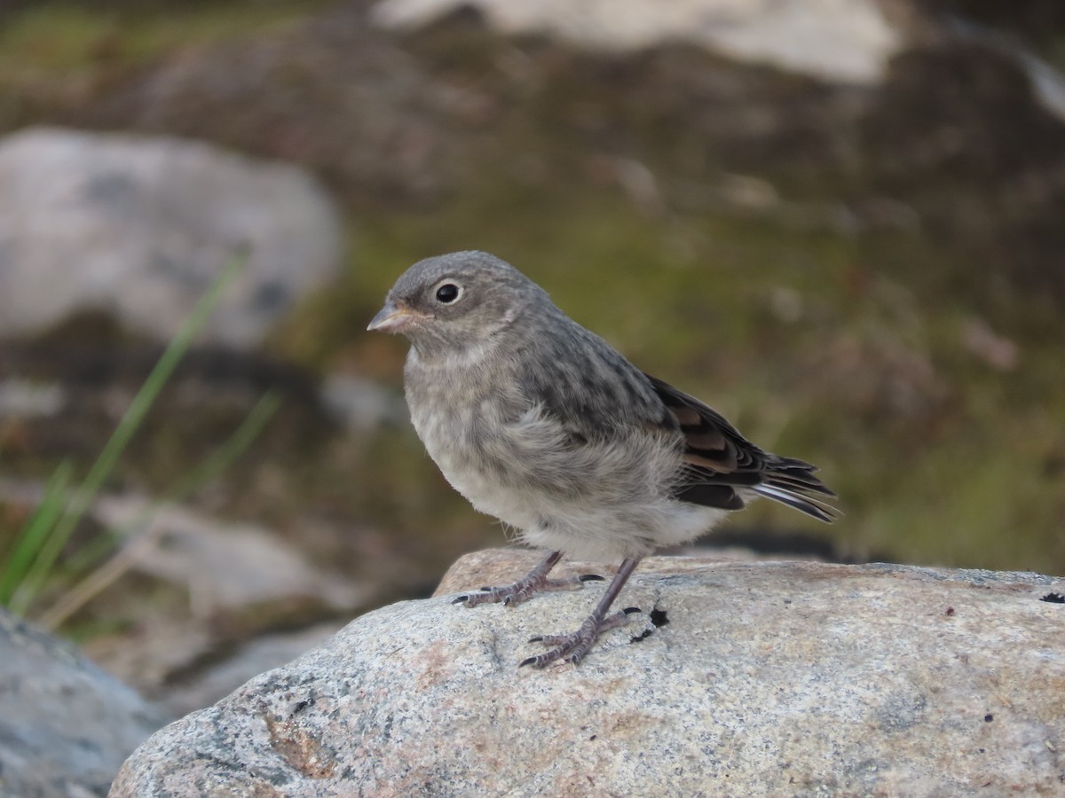 Snow Bunting - ML641042404