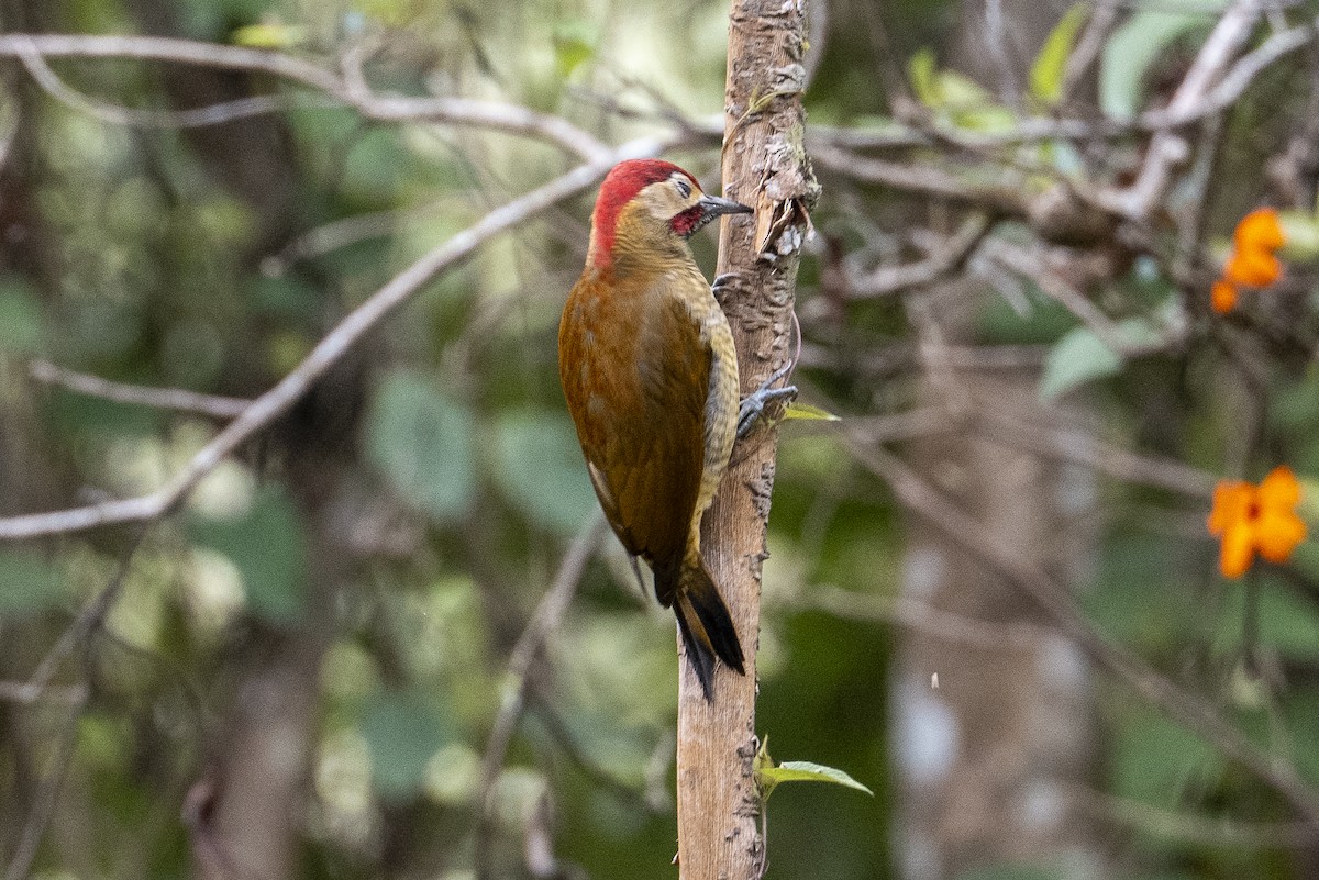 Golden-olive Woodpecker - ML641042409