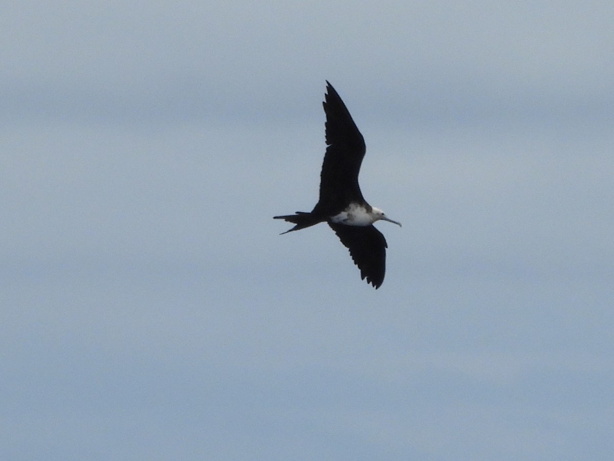 Lesser Frigatebird - ML641042410