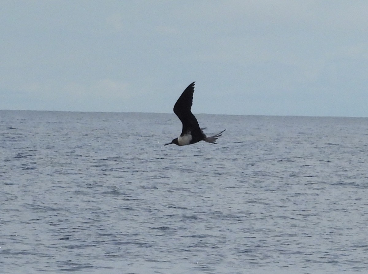 Lesser Frigatebird - ML641042411