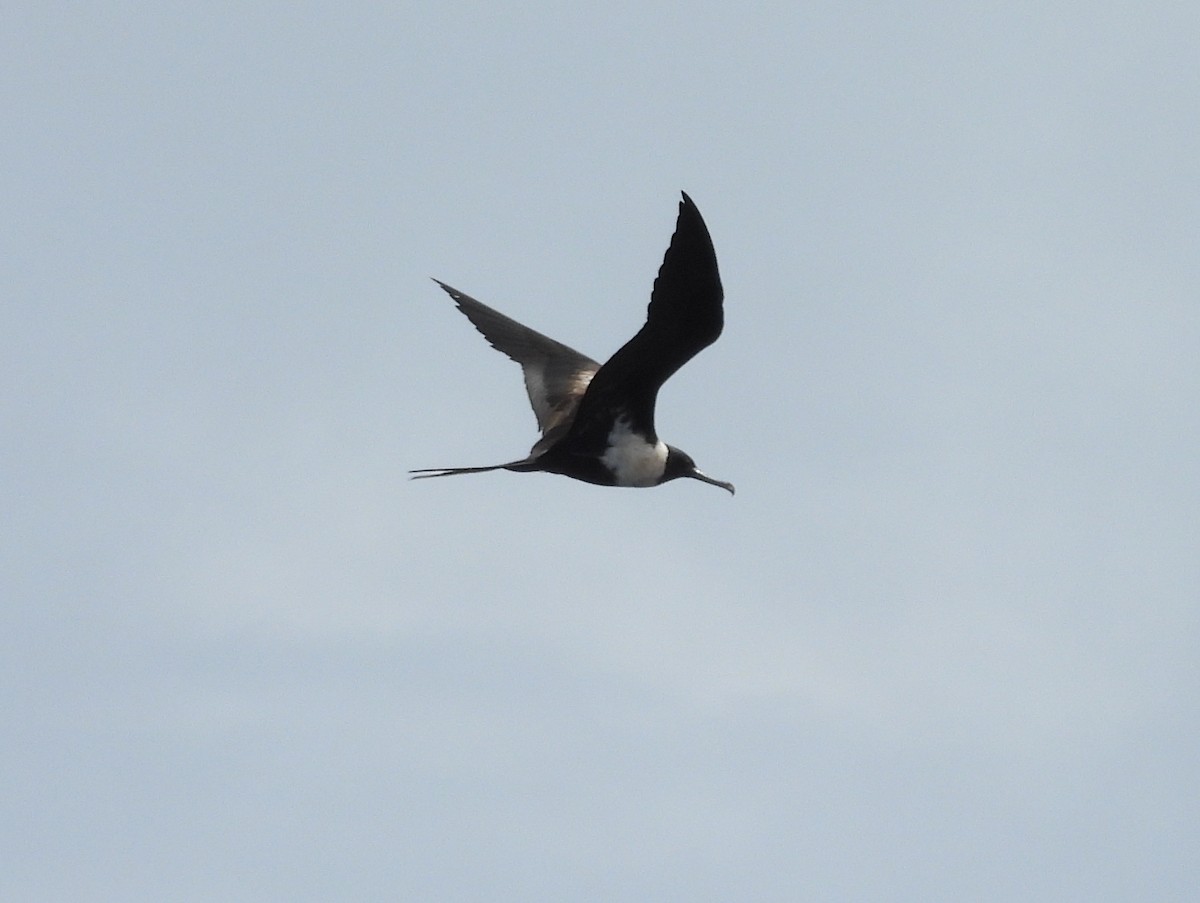 Lesser Frigatebird - ML641042412
