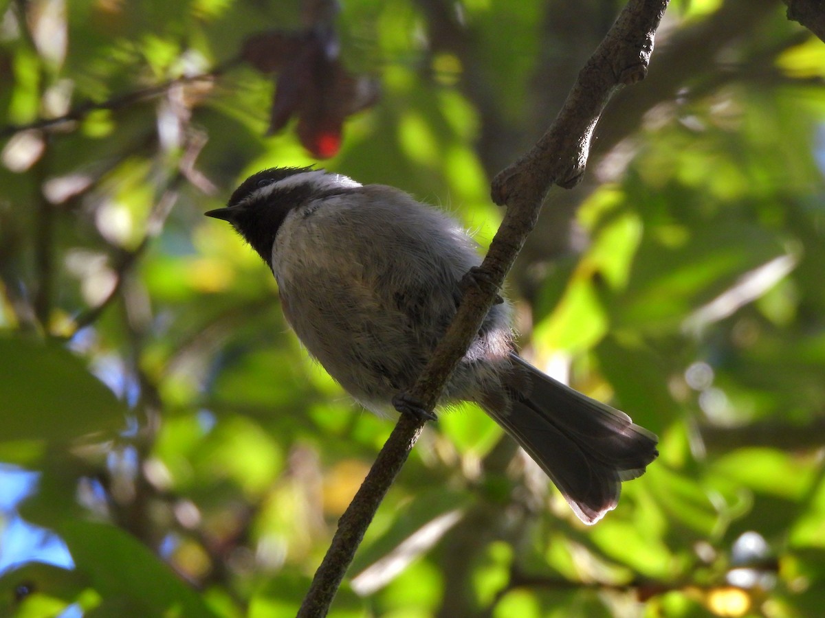 Carbonero Dorsicastaño - ML641042418