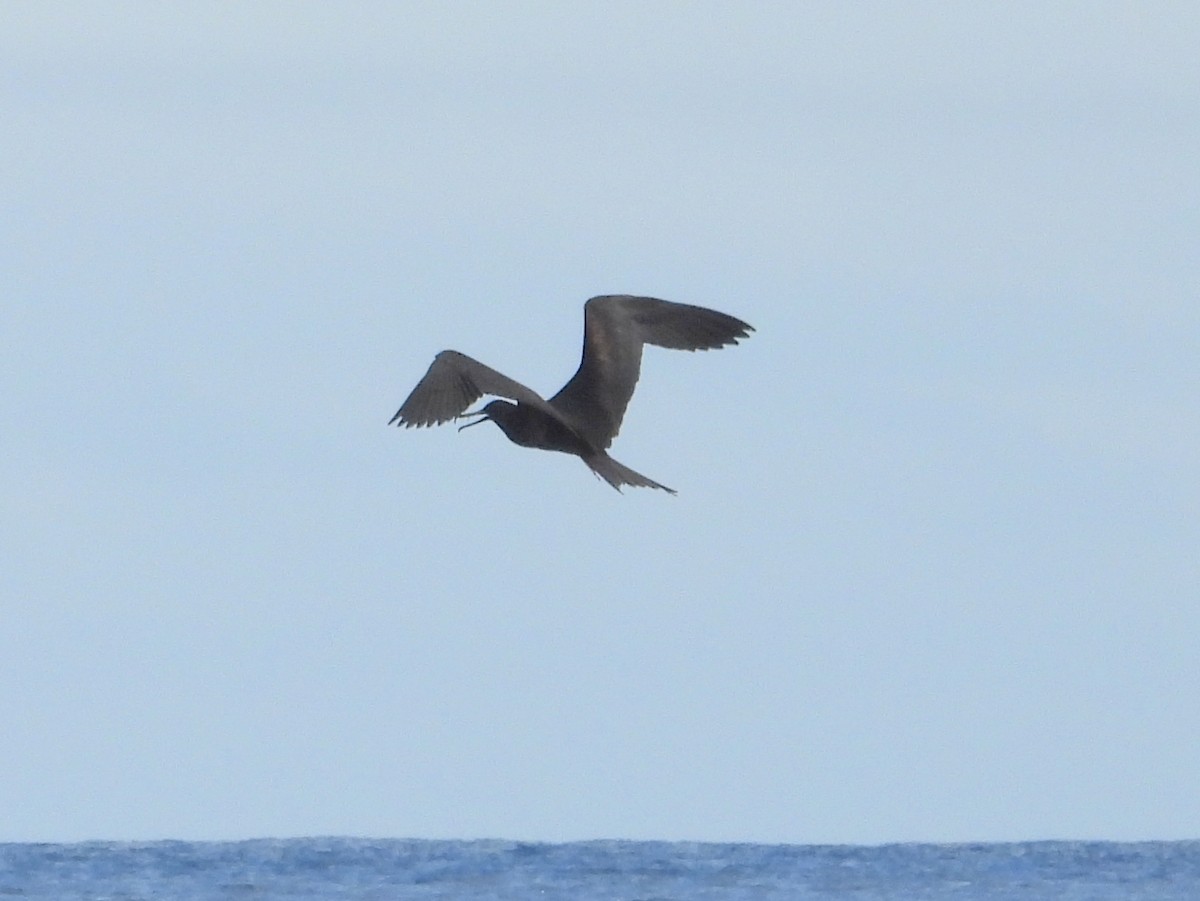 Great Frigatebird - ML641042423
