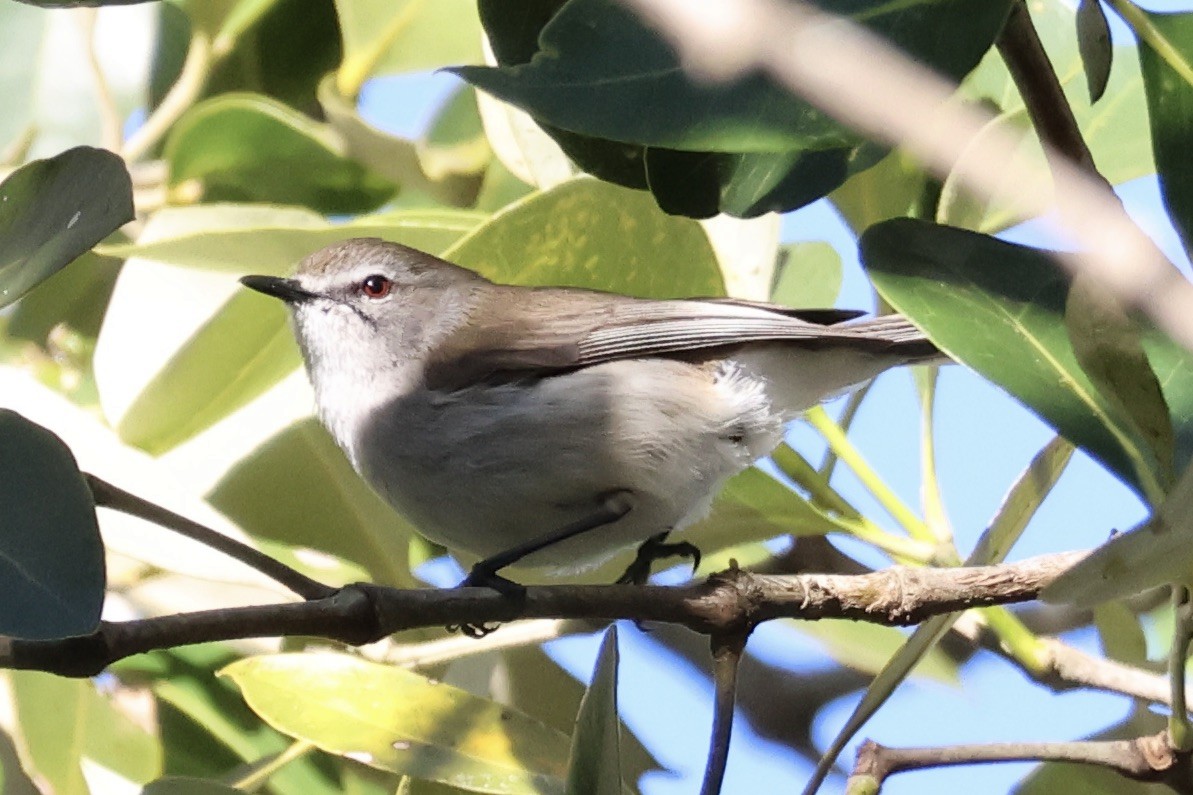 Mangrove Gerygone - ML641042424
