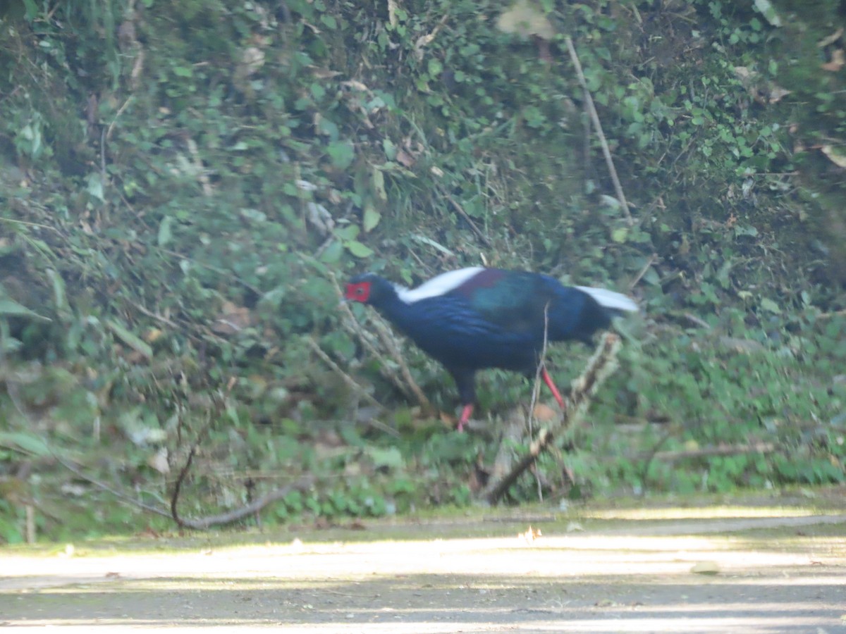 Faisán de Swinhoe - ML641042427