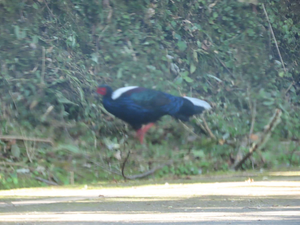 Swinhoe's Pheasant - ML641042428