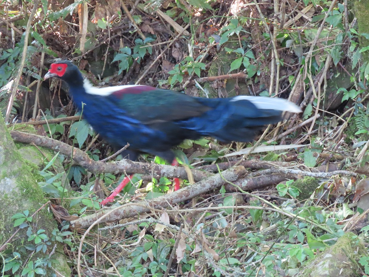 Faisán de Swinhoe - ML641042432