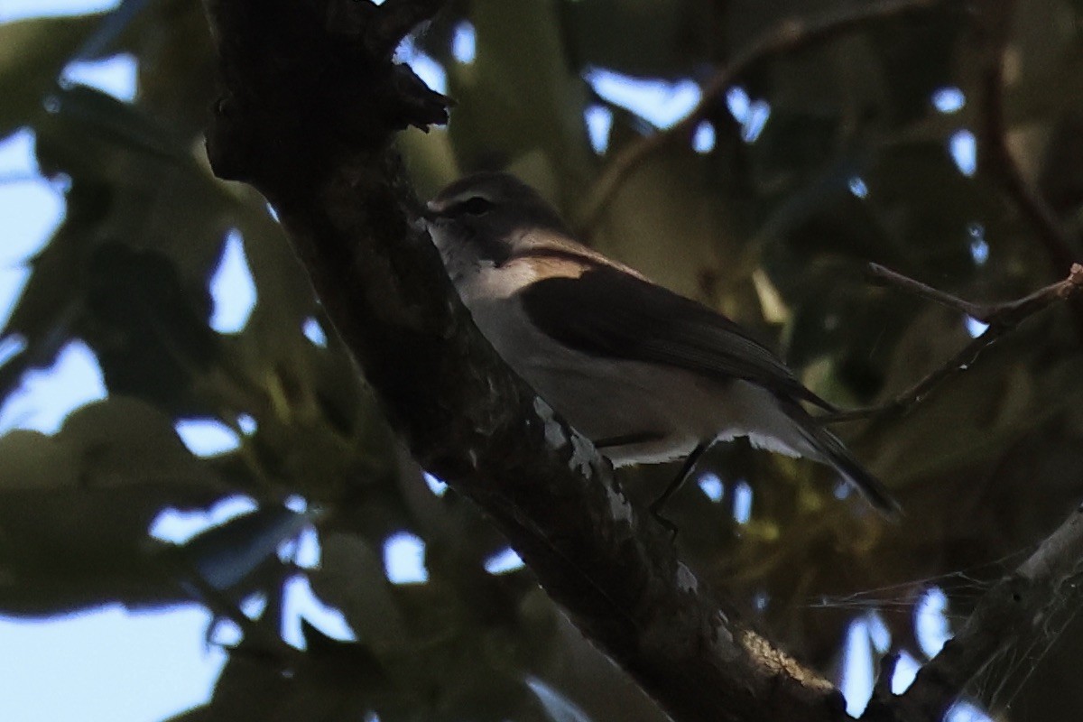 Mangrove Gerygone - ML641042435