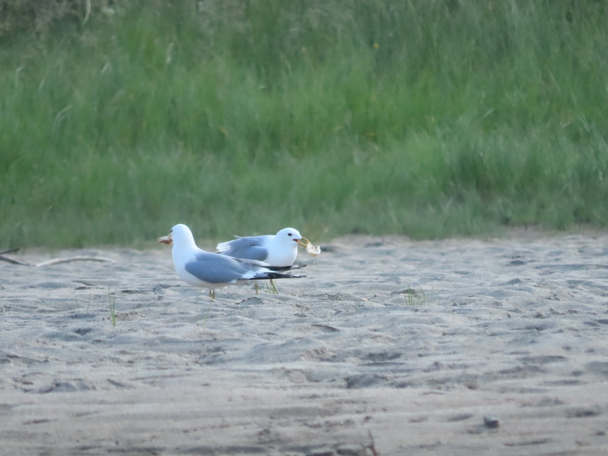 Gaviota Cana - ML641042445