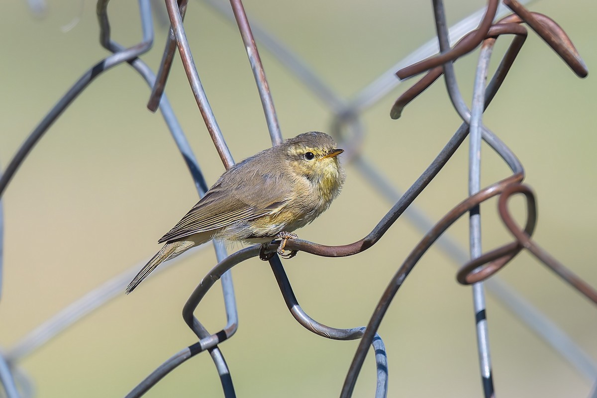Tickell's Leaf Warbler (Tickell's) - ML641042457