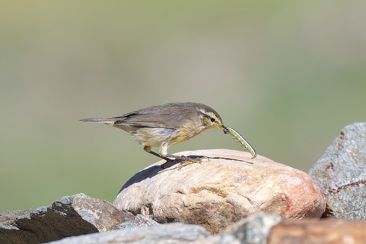 Tickell's Leaf Warbler (Tickell's) - ML641042460