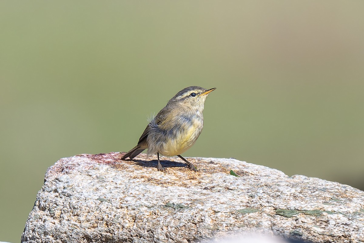 Tickell's Leaf Warbler (Tickell's) - ML641042461