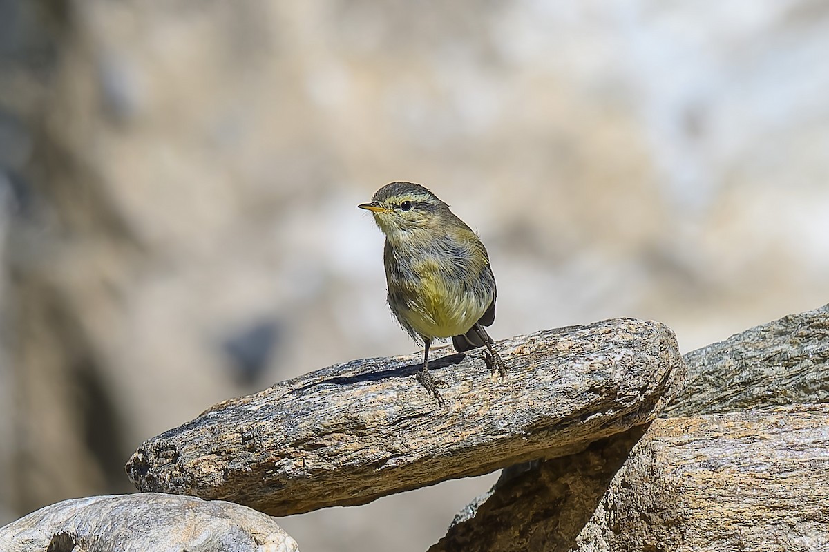 Tickell's Leaf Warbler (Tickell's) - ML641042462
