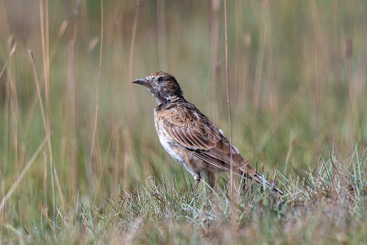 Kalandria tibetarra - ML641042468