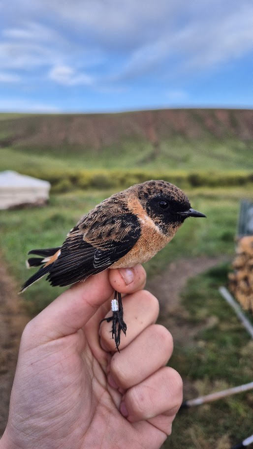 Siberian Stonechat - ML641042471