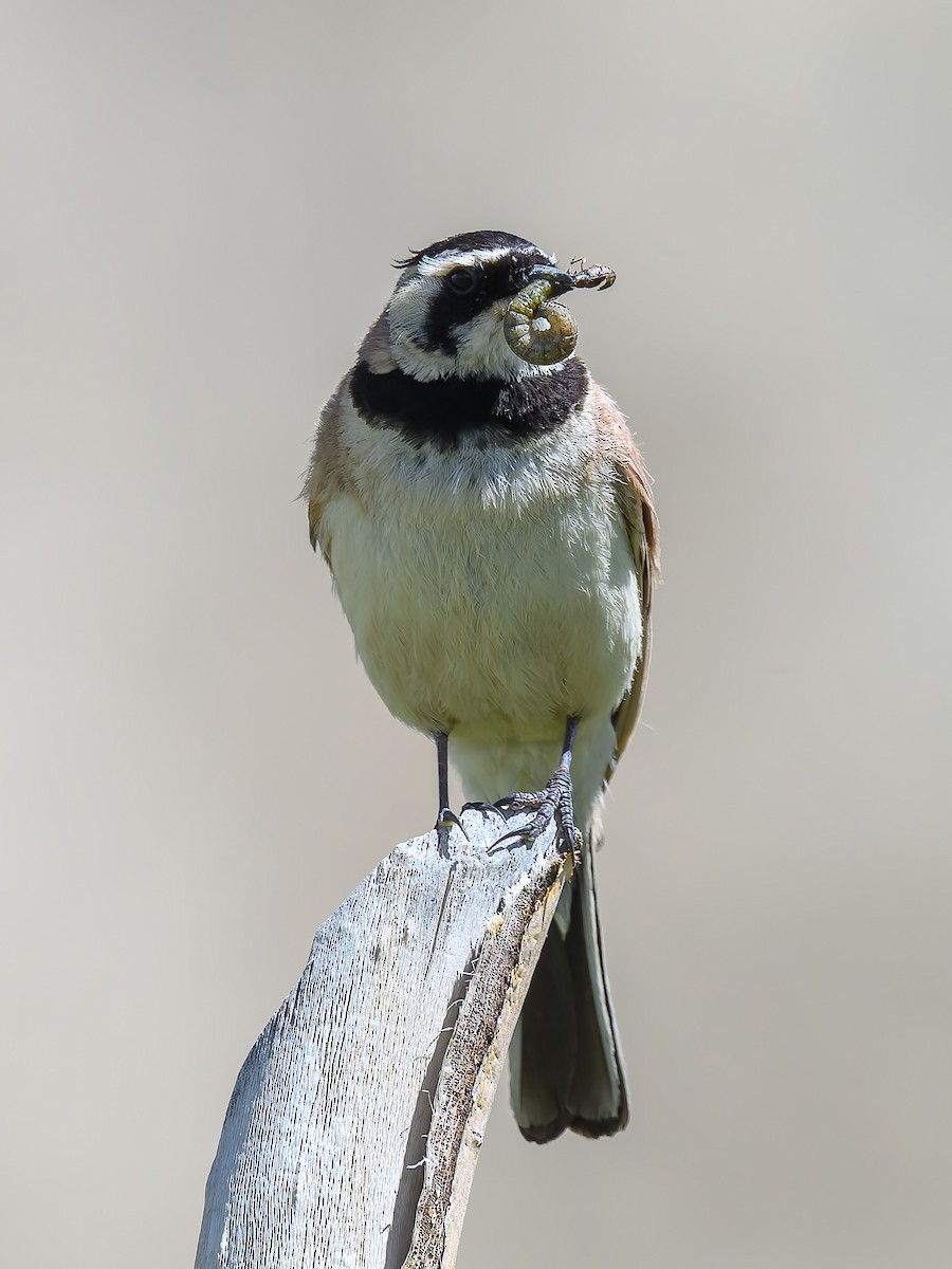 Horned Lark - ML641042474