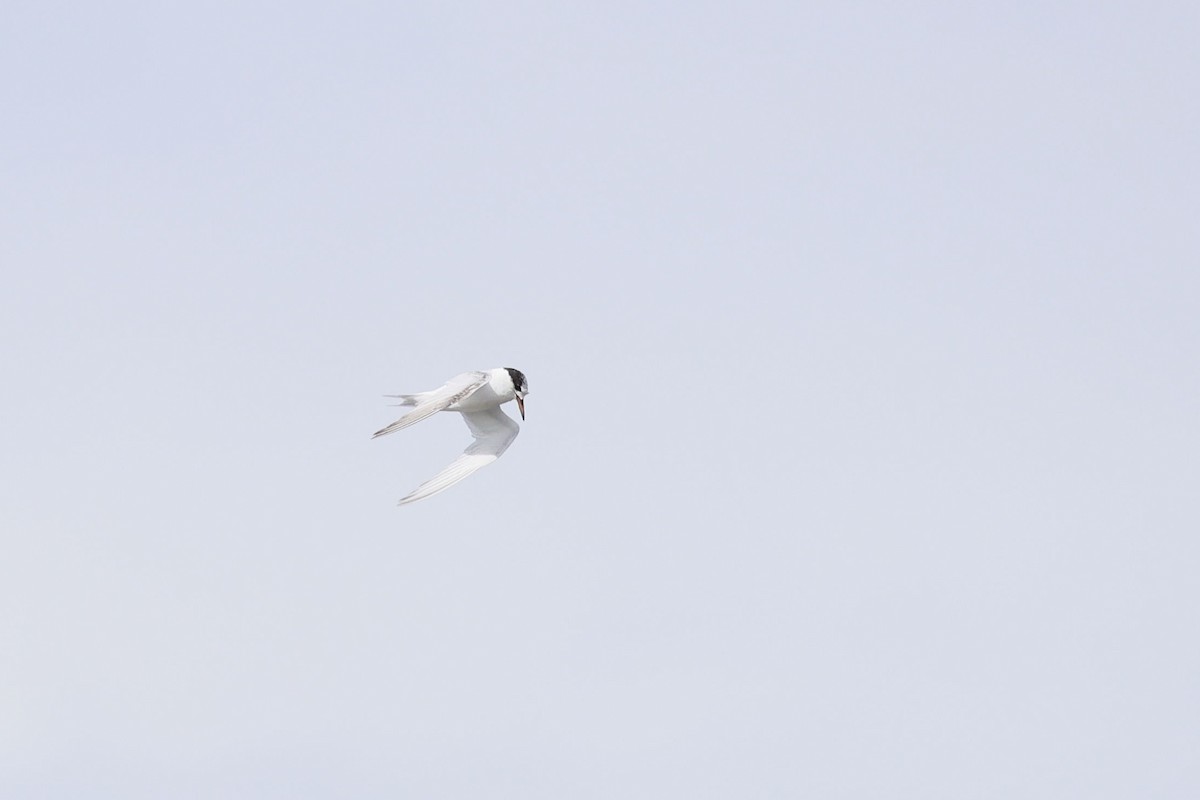 Australian Fairy Tern - ML641042475