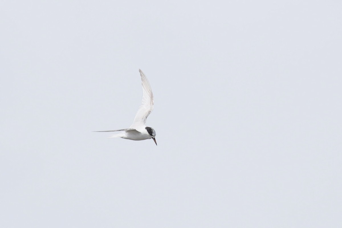Australian Fairy Tern - ML641042476
