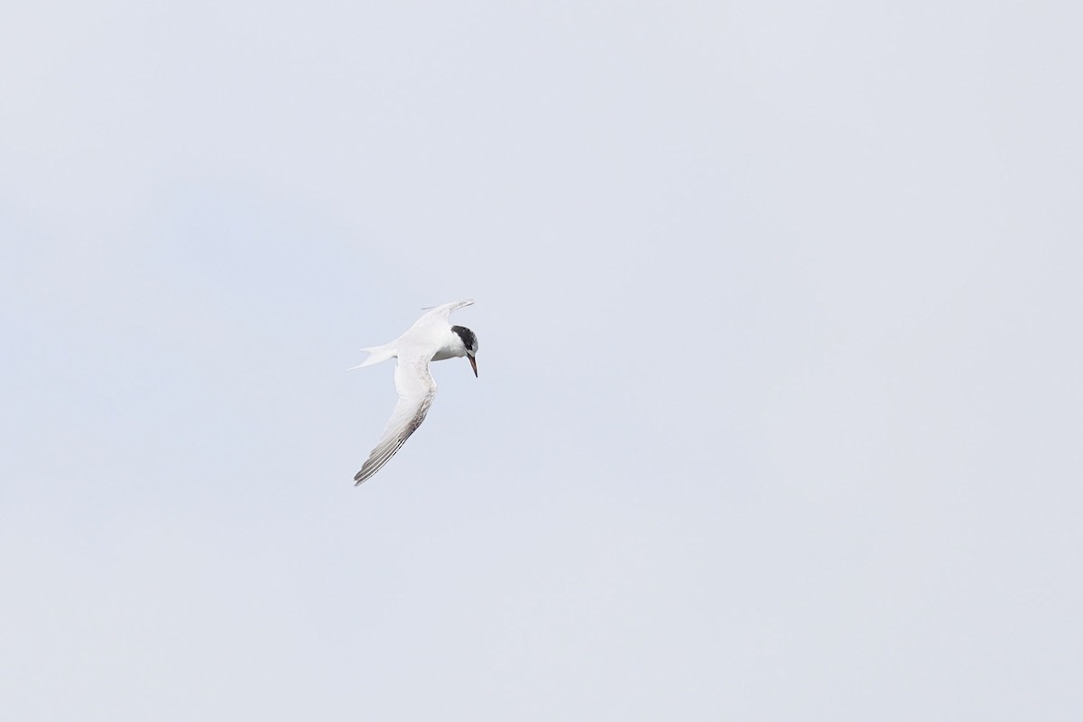 Australian Fairy Tern - ML641042477
