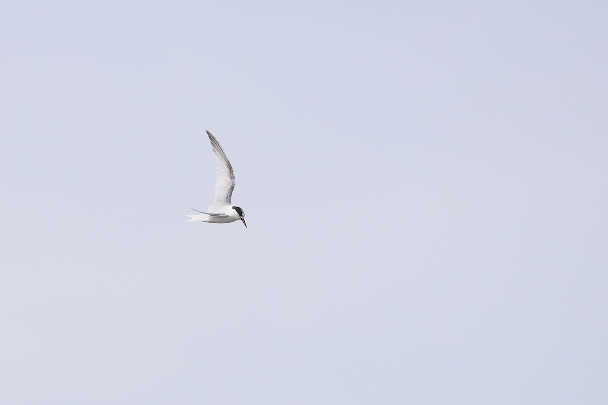 Australian Fairy Tern - ML641042478