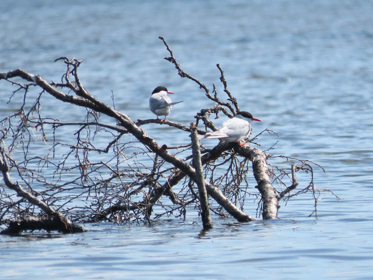 Arctic Tern - ML641042481