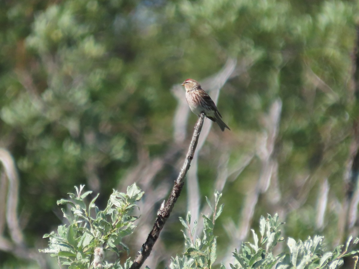 Redpoll - ML641042495