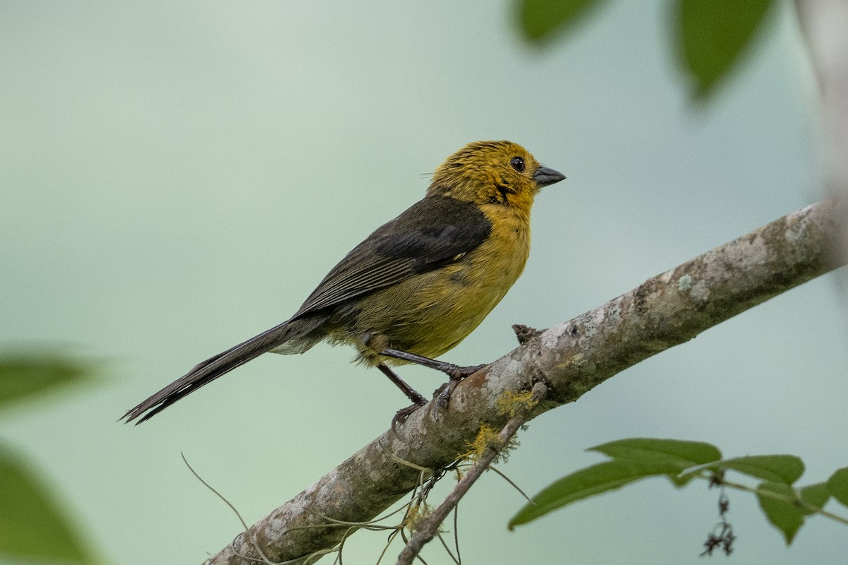 Yellow-headed Brushfinch - ML641042502