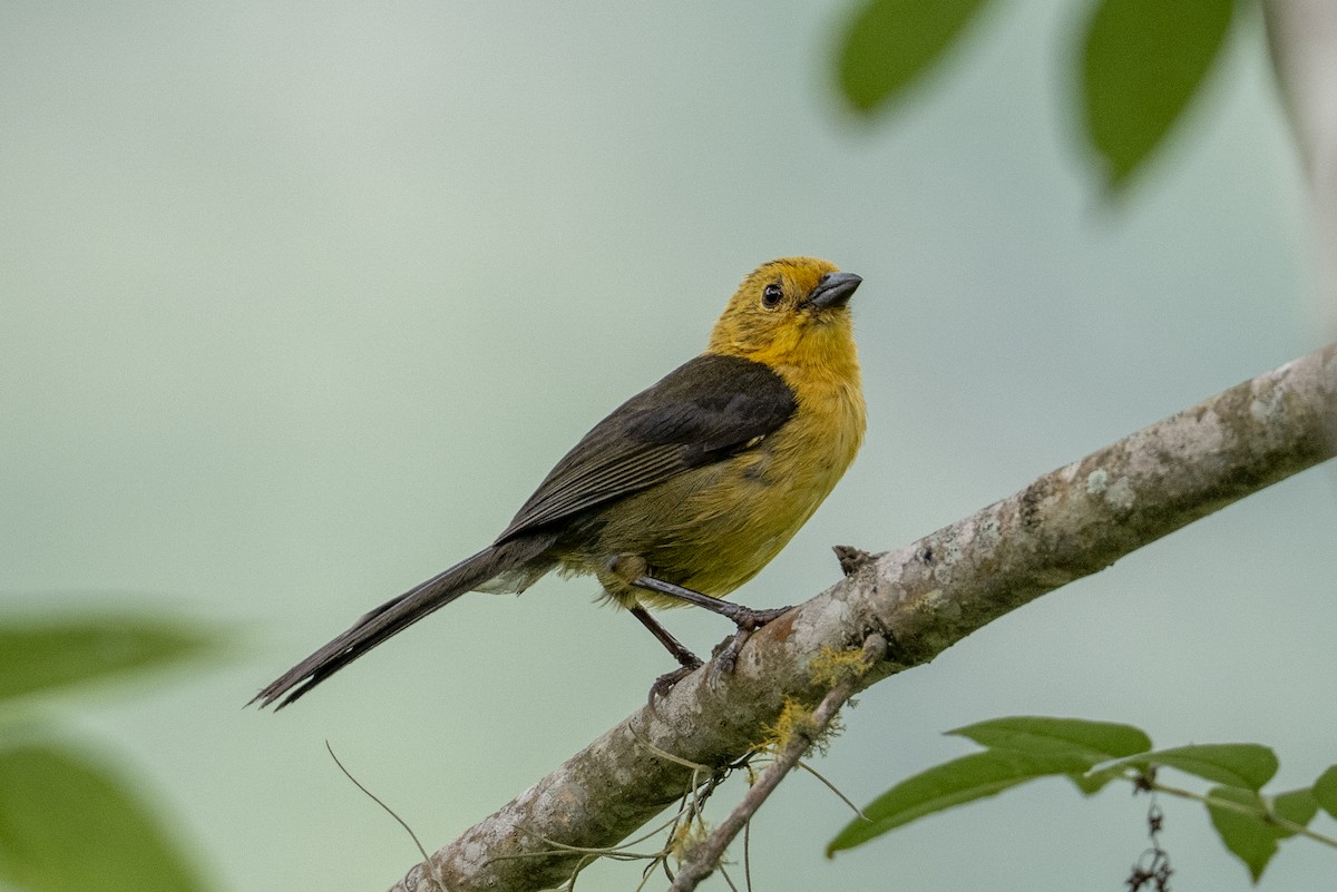 Yellow-headed Brushfinch - ML641042504