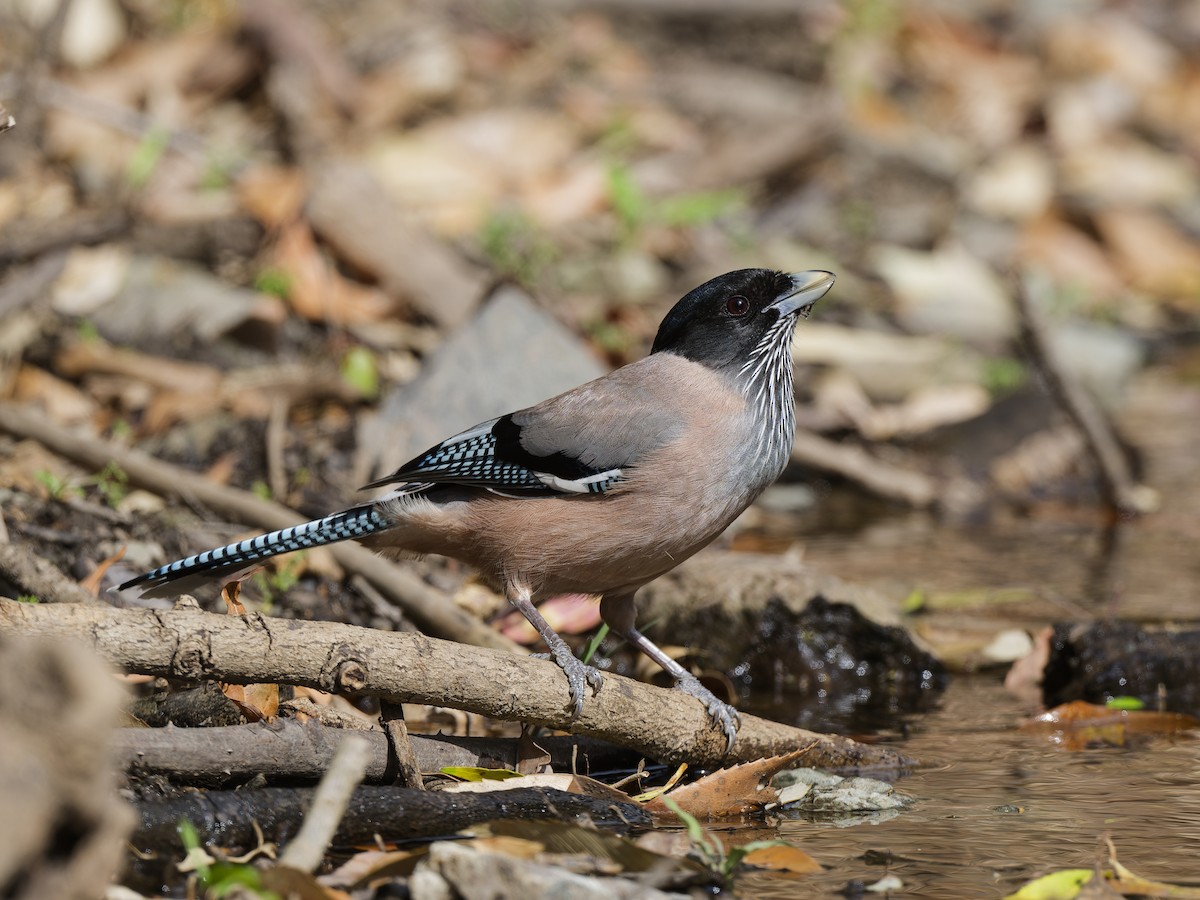 Black-headed Jay - ML641042516